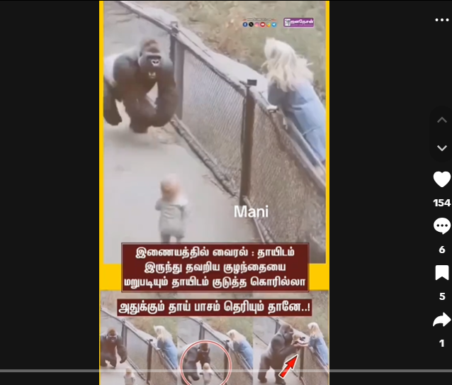 Gorilla