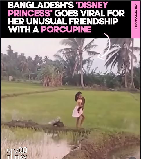 முள்ளம்பன்றி